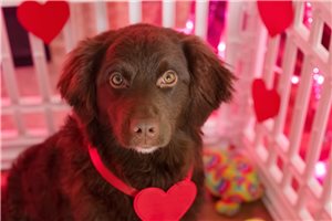 Olivia - Aussiedoodle for sale