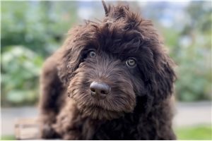 Nate - Aussiedoodle for sale