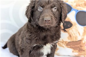 Nyla - Aussiedoodle for sale