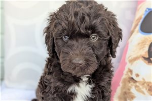 Norris - puppy for sale