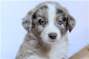 Owen - puppy for sale