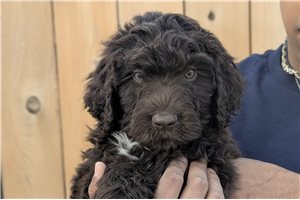 Norris - Aussiedoodle for sale