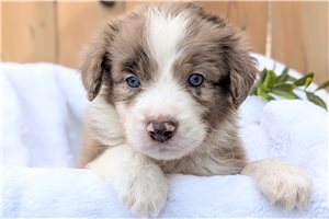 Norbin - Aussiedoodle for sale