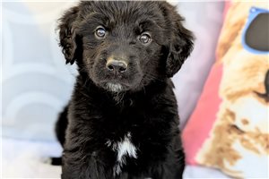 Natalie - Aussiedoodle for sale