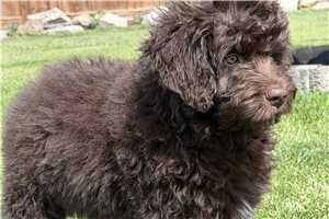 Nate - Aussiedoodle for sale