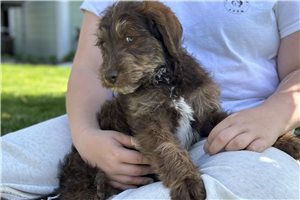 Porter - puppy for sale