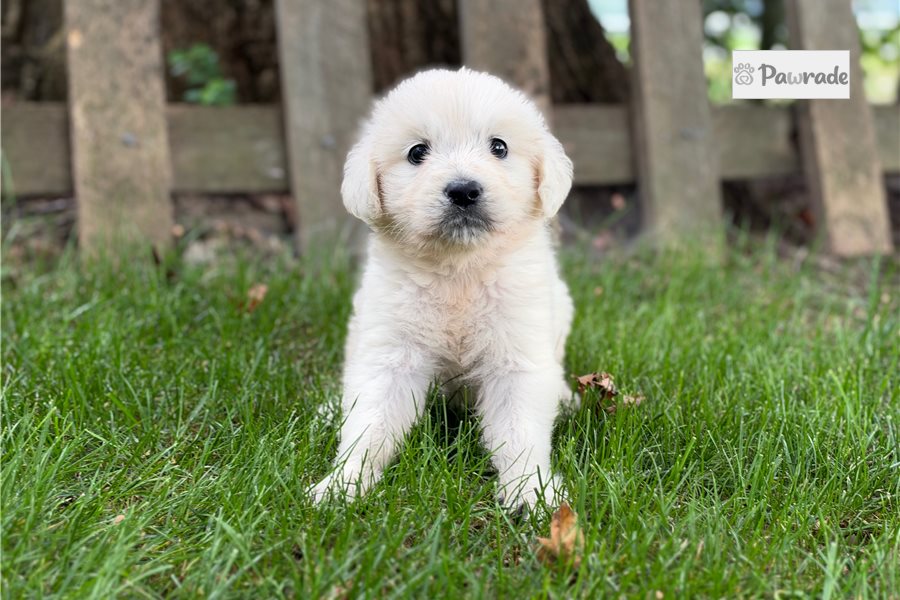 Sally - Golden Retriever for sale