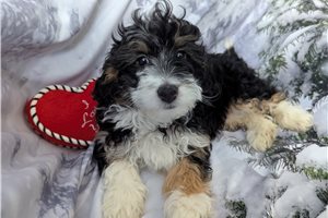 Diego - Aussiedoodle for sale