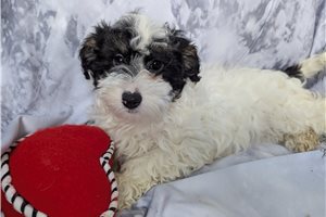 Diesel - Aussiedoodle for sale