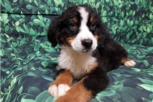 David - Bernese Mountain Dog for sale