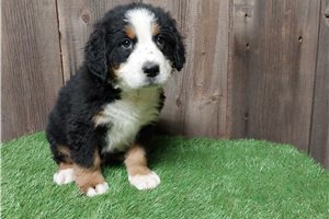 Damian - puppy for sale