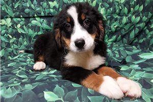 Delilah - Bernese Mountain Dog for sale