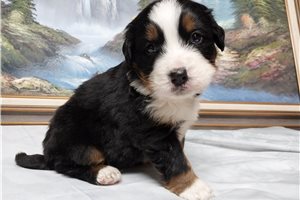 Delilah - Bernese Mountain Dog for sale