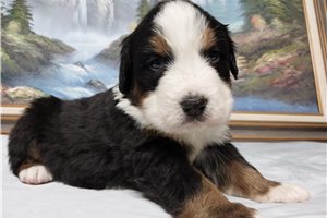 Damian - Bernese Mountain Dog for sale