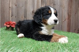 Diana - puppy for sale