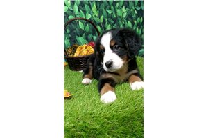 Octavia - Bernese Mountain Dog for sale