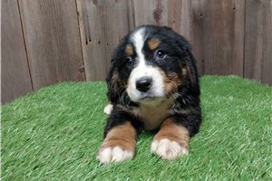 Dominic - Bernese Mountain Dog for sale