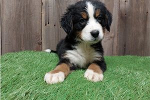 Dylan - Bernese Mountain Dog for sale