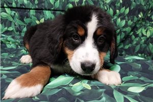 Dylan - Bernese Mountain Dog for sale