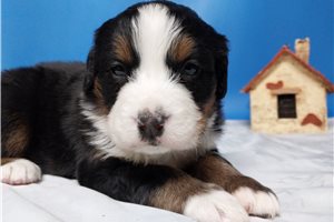 Diana - Bernese Mountain Dog for sale