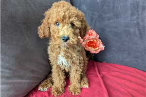 Ernie - Cavapoo for sale