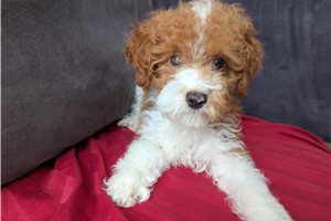 Emma - Cavapoo for sale