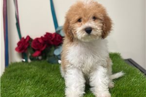 Triton - Cavapoo for sale