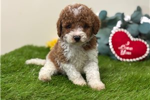 Tucker - puppy for sale