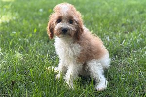 Tabitha - Cavapoo for sale