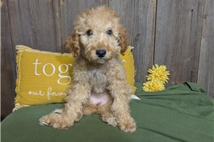 Esme - Cavapoo for sale