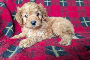 Escobar - Cavapoo for sale