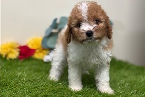 Tabitha - Cavapoo for sale