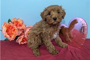 Erin - Cavapoo for sale