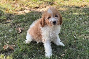 Tabitha - Cavapoo for sale
