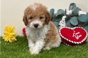 Triton - Cavapoo for sale
