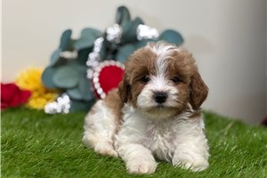 Trudy - puppy for sale