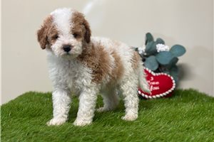 Toby - puppy for sale
