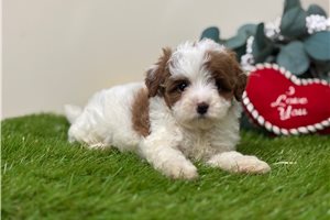 Tovah - puppy for sale