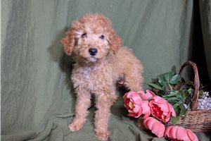 Esme - Cavapoo for sale
