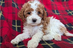 Enid - Cavapoo for sale