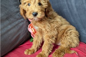 Errol - Cavapoo for sale