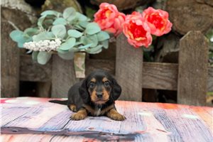 Pablo - puppy for sale