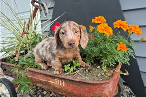 Jasper - Mini Dachshund for sale