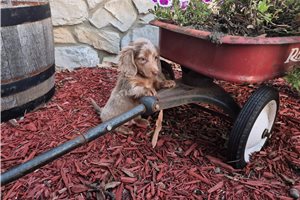 Jason - Mini Dachshund for sale