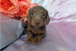 Douglas - puppy for sale