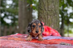Pansy - puppy for sale