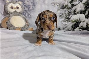Lana - puppy for sale
