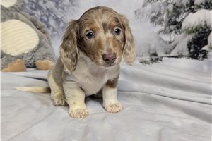 Drake - Dachshund, Mini for sale