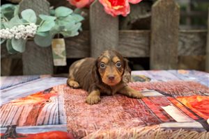 Paddy - puppy for sale