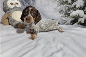 Lane - Dachshund, Mini for sale